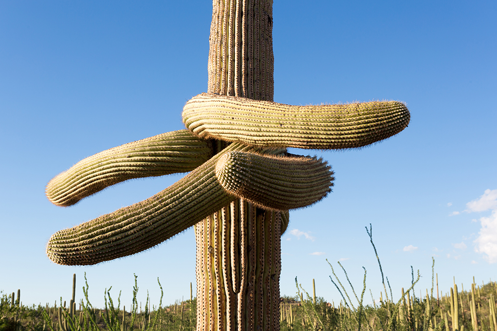 10-20 - 11.jpg - Saguaro National Park, West Part